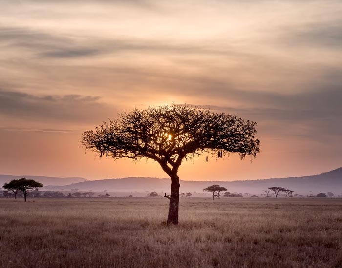 Africa Prestige - 2026
