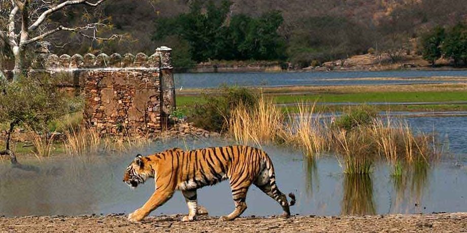 TRIANGULO DE ORO CON RANTHAMBORE